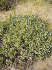 Calocephalus lacteus