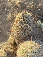 Mammillaria dioica