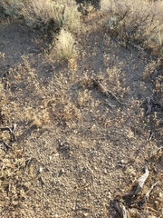 Polemoniaceae