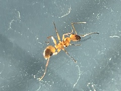 Formica pallidefulva