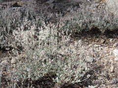 Eriogonum
