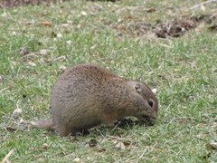 Urocitellus beldingi