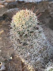 Mammillaria dioica