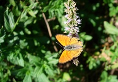 Lycaena thersamon