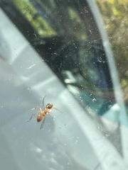 Formica pallidefulva