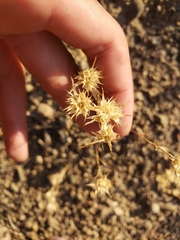 Polemoniaceae