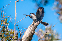 Chrysococcyx lucidus layardi