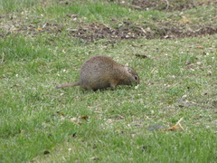 Urocitellus beldingi