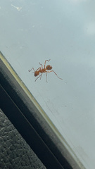 Formica pallidefulva
