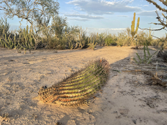 Ferocactus santa-maria