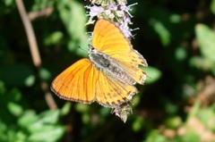 Lycaena thersamon