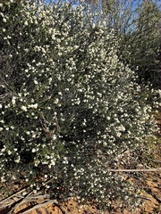 Cryptandra tomentosa