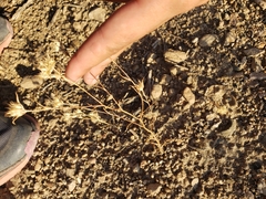 Polemoniaceae