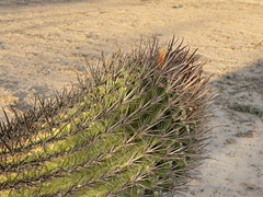 Ferocactus santa-maria