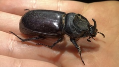 Oryctes monoceros