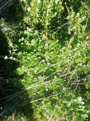 Betula nana