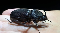 Oryctes monoceros