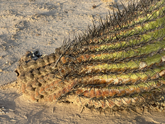 Ferocactus santa-maria