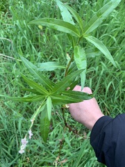 Persicaria decipiens