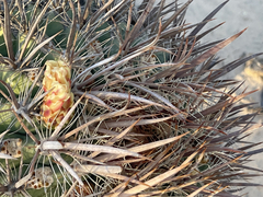 Ferocactus santa-maria