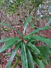 Dracaena porteri