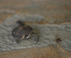 Breviceps