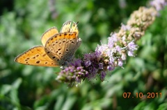 Lycaena thersamon