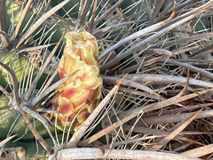 Ferocactus santa-maria