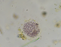 Lamprocystis