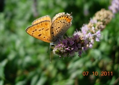 Lycaena thersamon