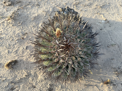 Ferocactus santa-maria