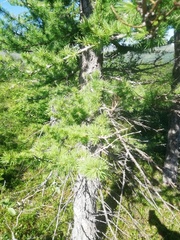 Larix sibirica