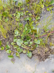 Ornduffia reniformis