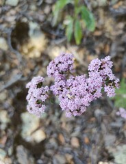 Stevia