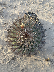 Ferocactus santa-maria
