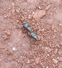 Camponotus compressus