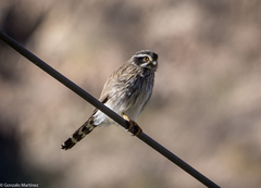 Spiziapteryx circumcincta