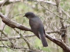 Cacomantis flabelliformis