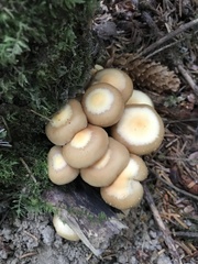 Kuehneromyces
