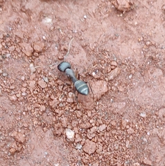 Camponotus compressus