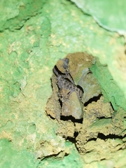 Cnemaspis biocellata