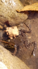 Lithobates clamitans