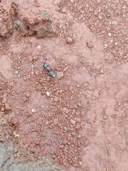 Camponotus compressus