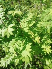 Sorbus sibirica