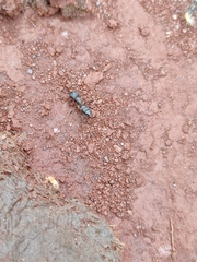 Camponotus compressus