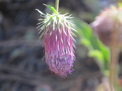 Cirsium andersonii