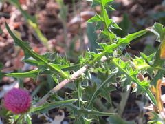 Cirsium andersonii