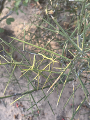 Koeberlinia spinosa
