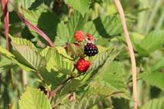 Rubus