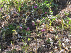 Cirsium andersonii